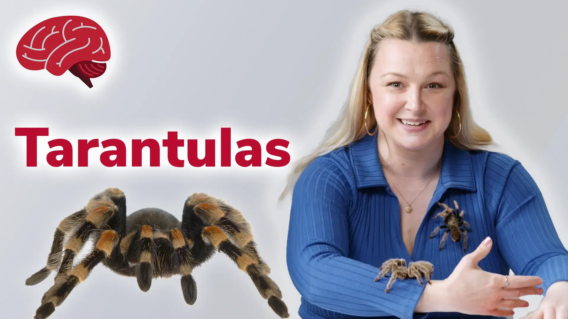 two tarantulas crawling on a woman with text reading Tarantulas