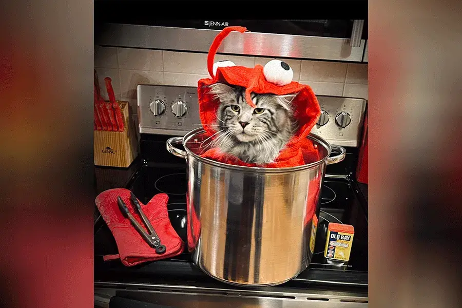 a cat dressed up in a lobster costume sitting in a pot on a stove