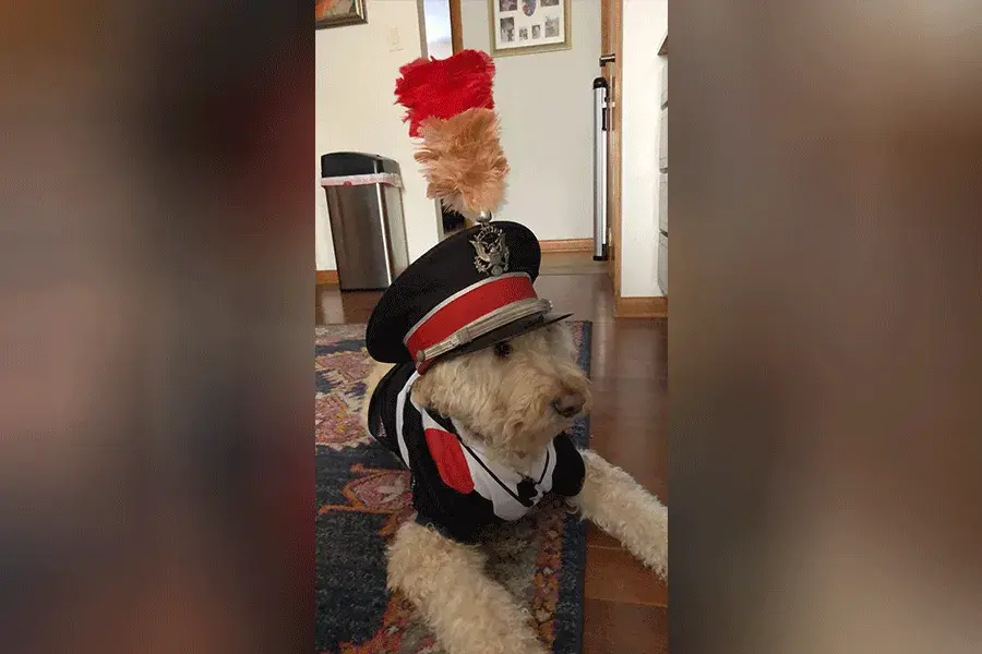 a dog dressed in a TBDBITL uniform