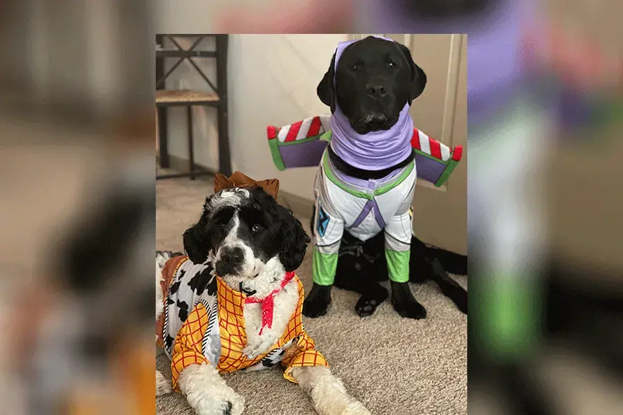 two dogs wearing buzz and woody costumes from toy story