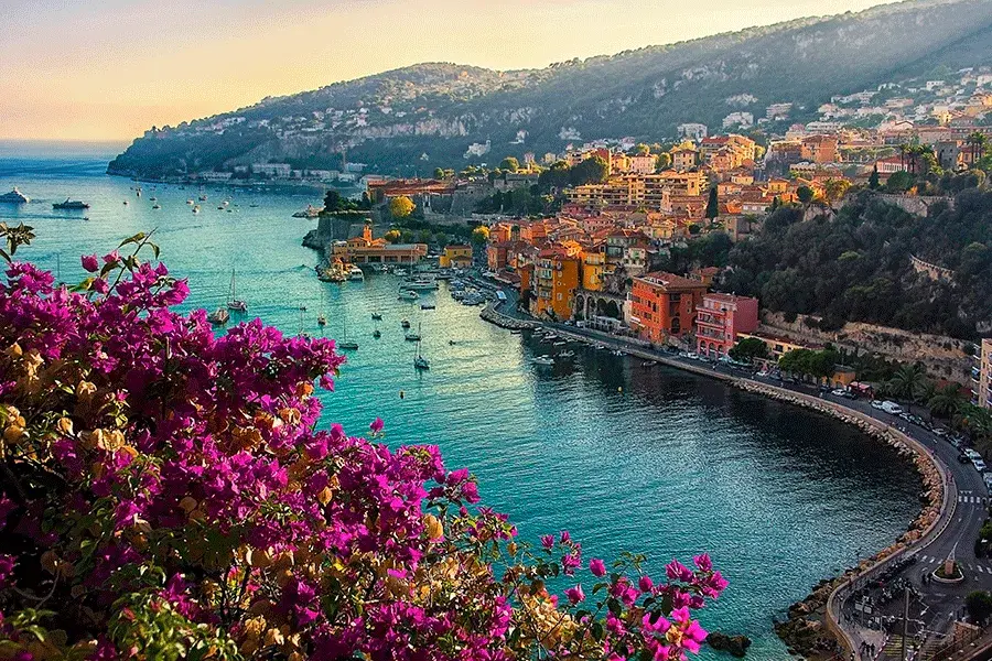 Bright pink flowers on a cliff overlooking a water way and a densely populated coastline