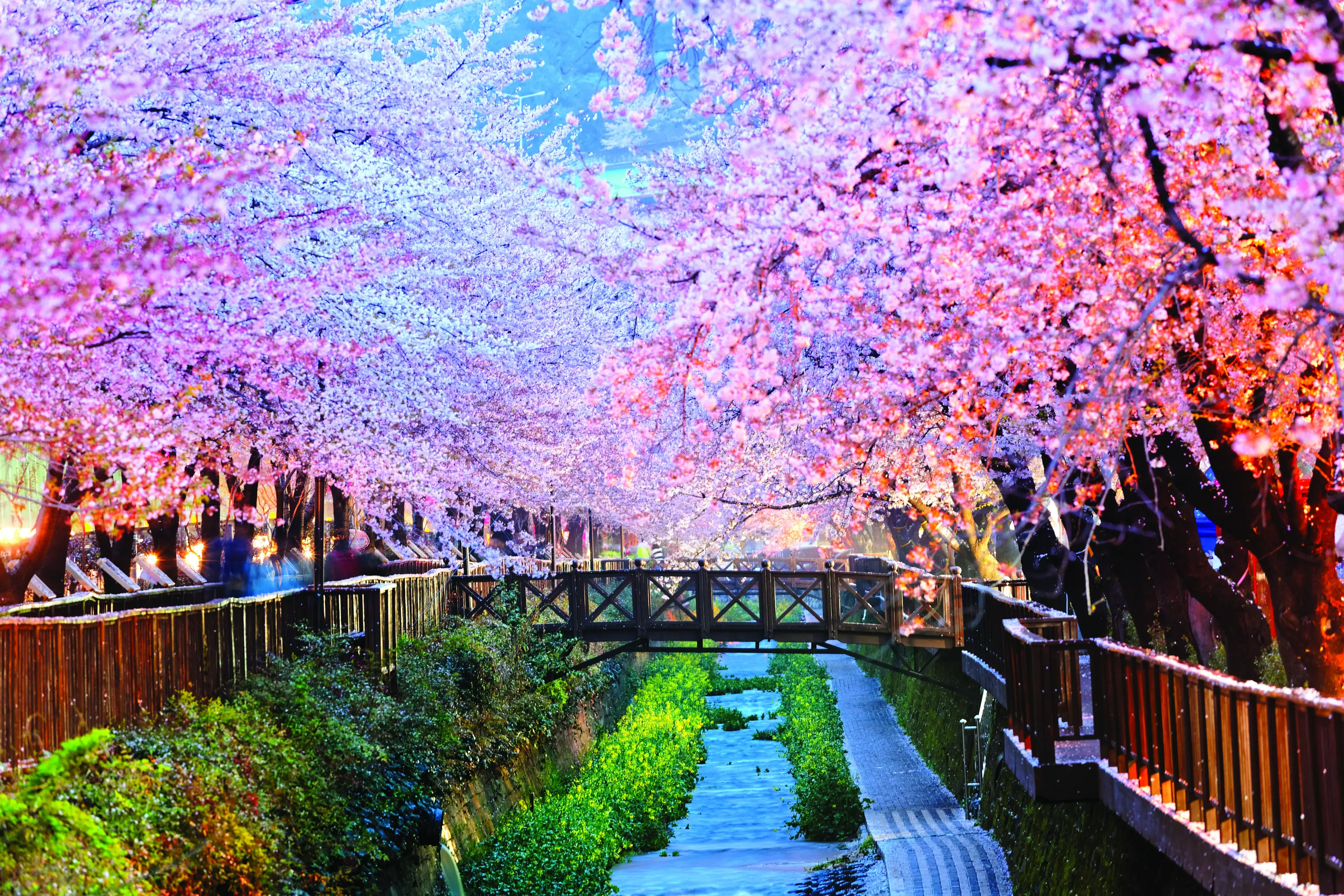 Cherry blossom trees in bloom lining a small riverbank