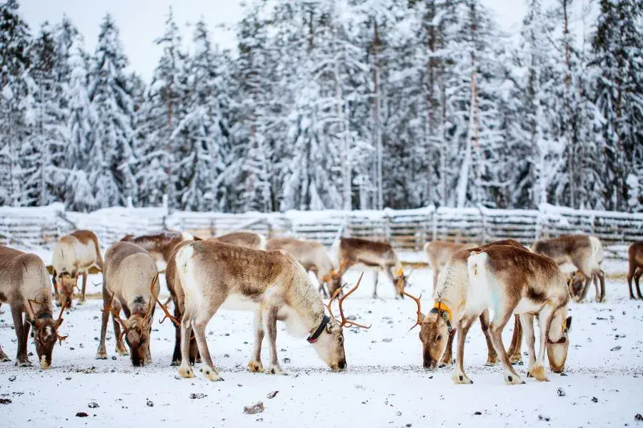 Reindeer on a farm in the snow