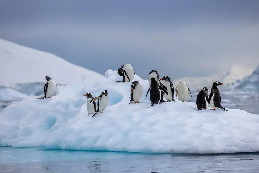 A group of penguins on a snowy bank beside the water