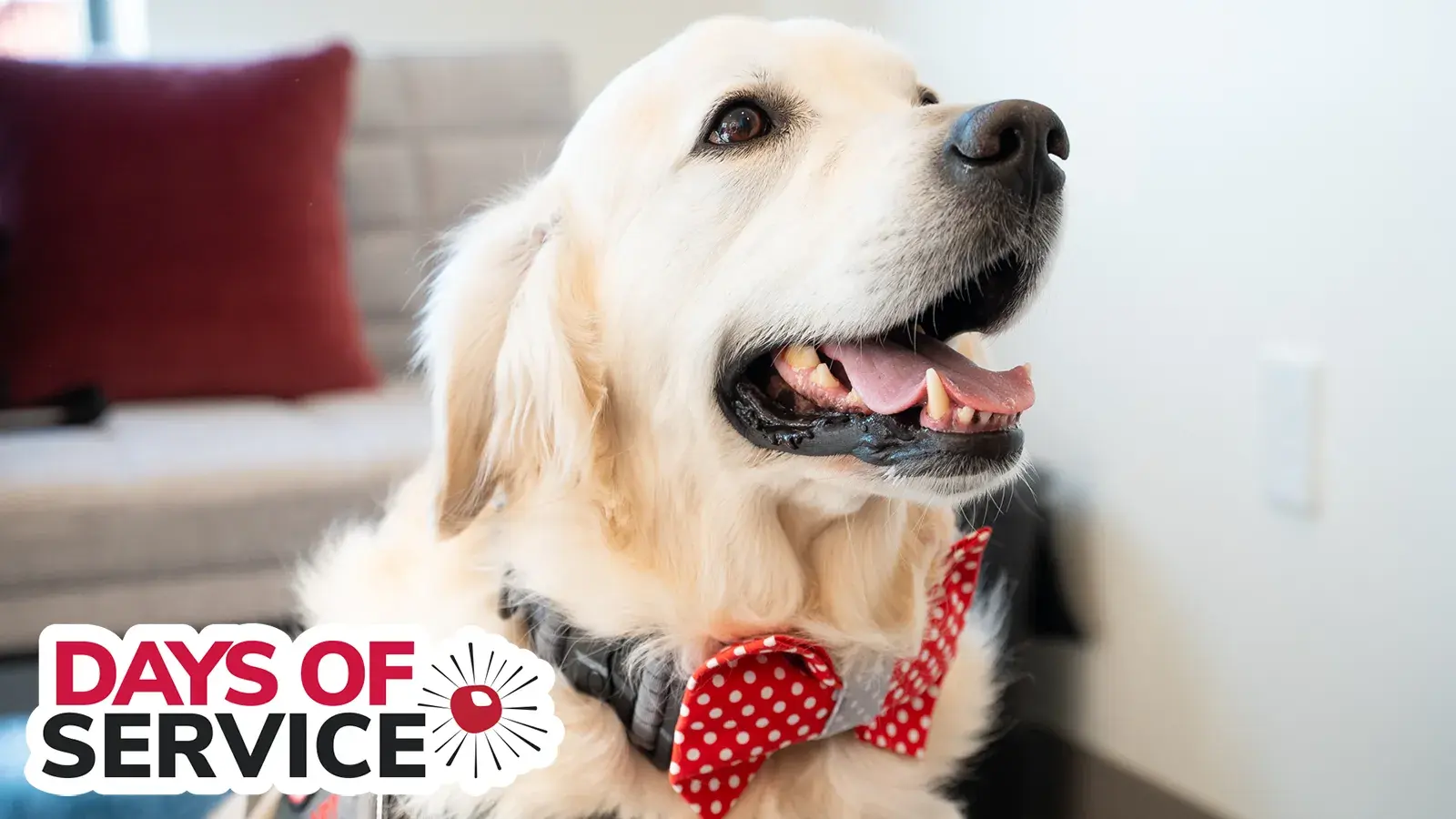 smiling golden retriever wearing a scarlet bow tie collar