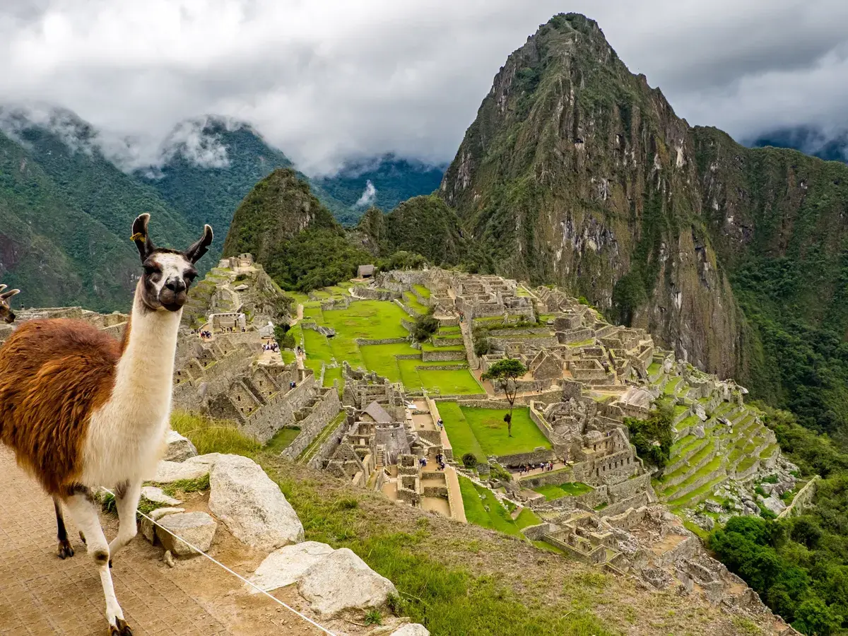 A llama walking on a dirt path overlooking Machu Picchu