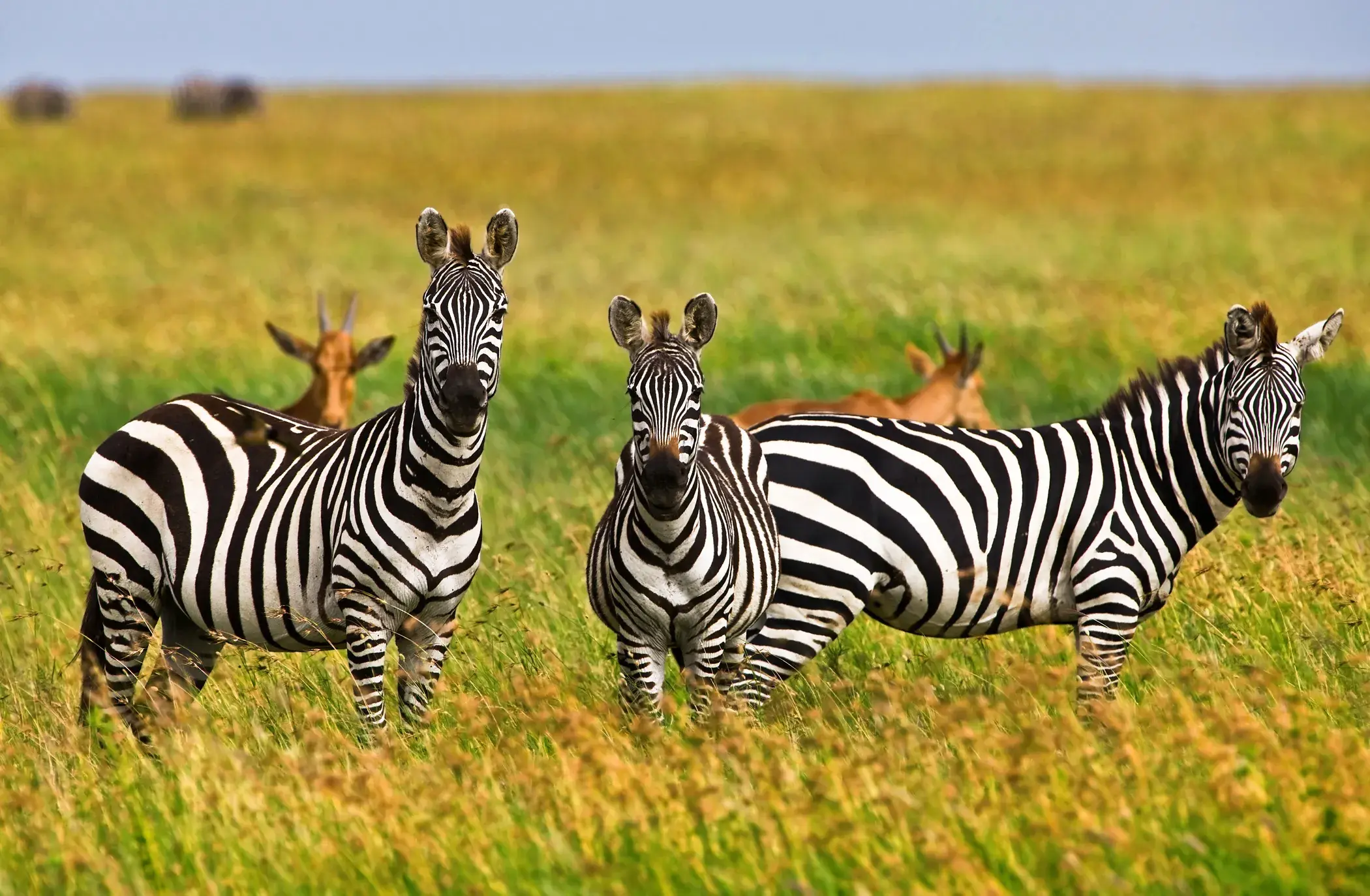 Zebras and other animals standing in tall grass