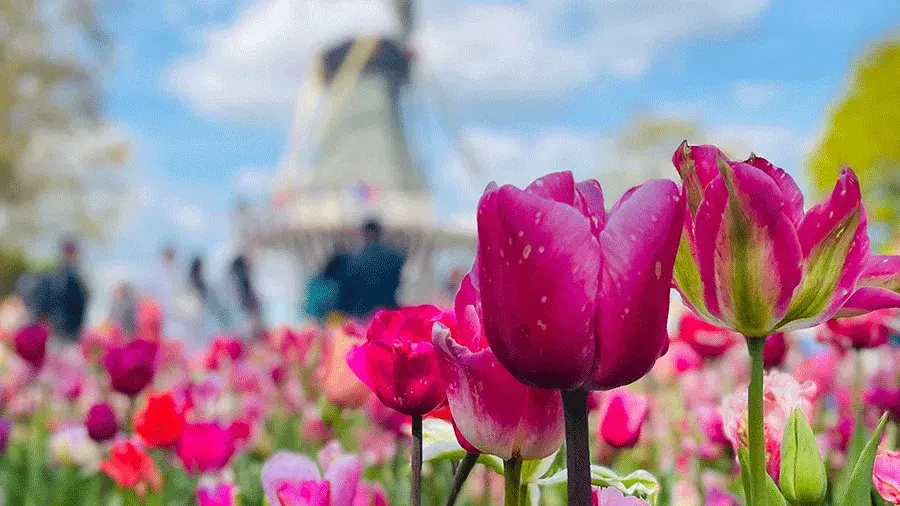 Bright pink flowers in a field