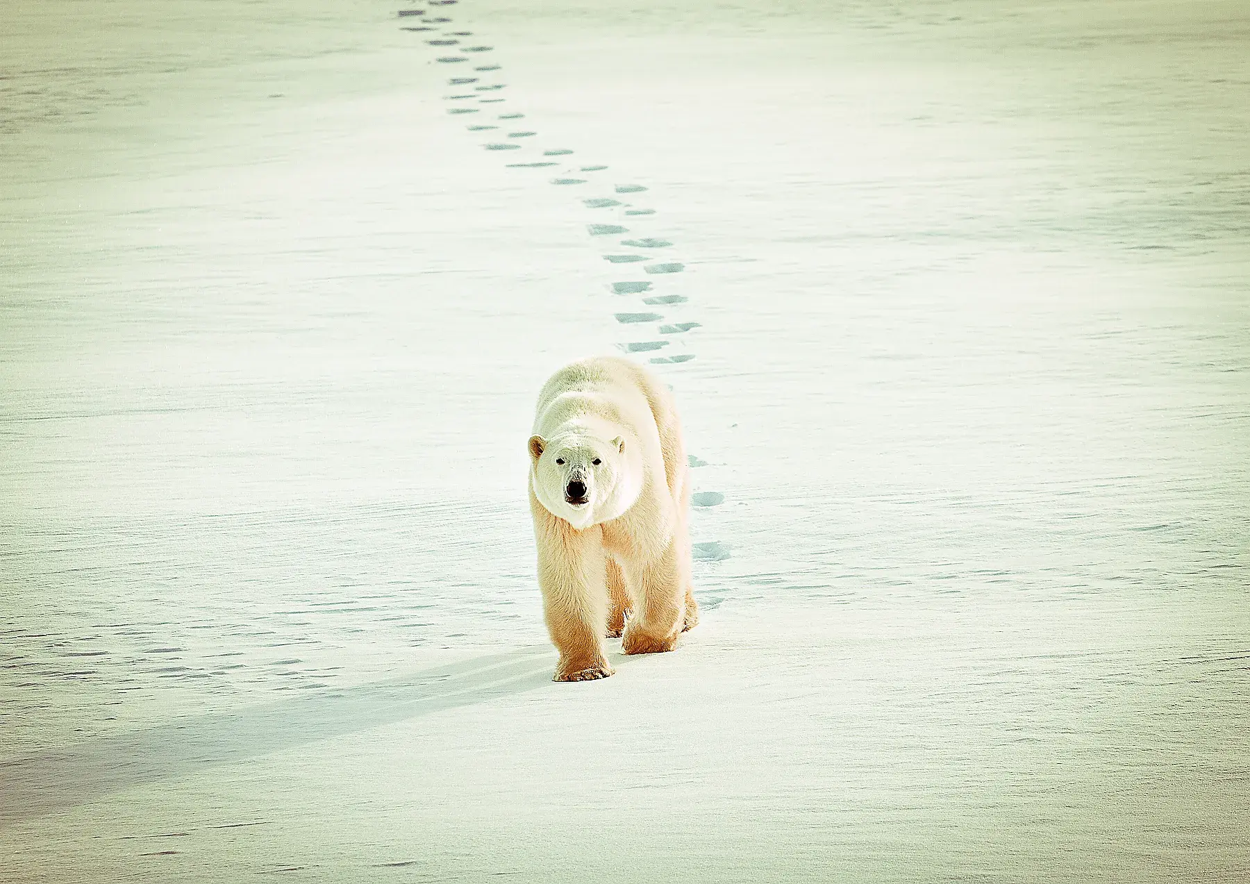 Polar bear making tracks through the snow
