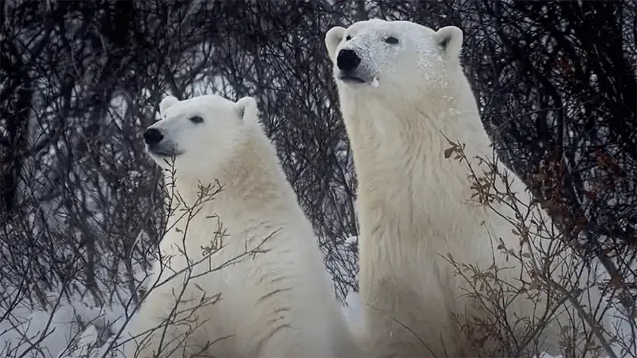 Two polar bears sitting in together in the brush