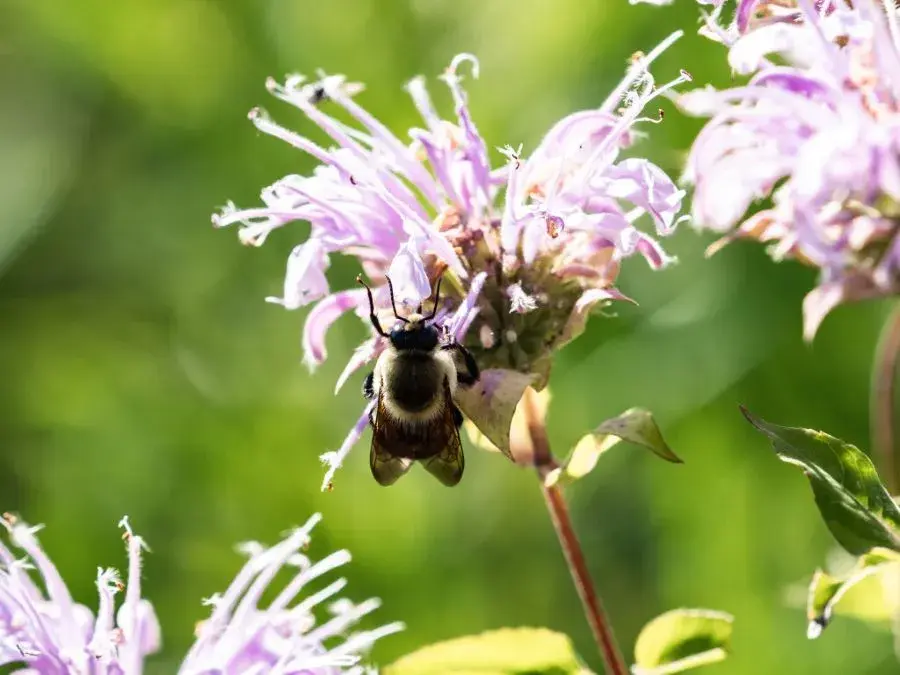 Bumble bee on a bergamot flower