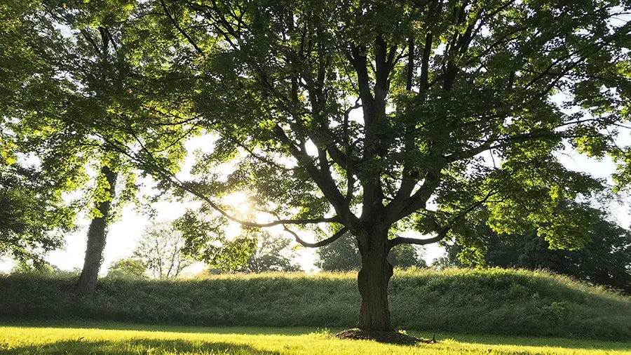 Sum beams shinning through the branches of a large tree