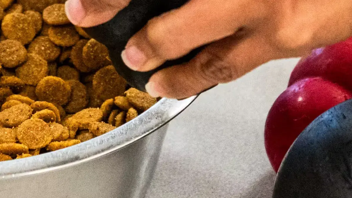 bowl of dog food
