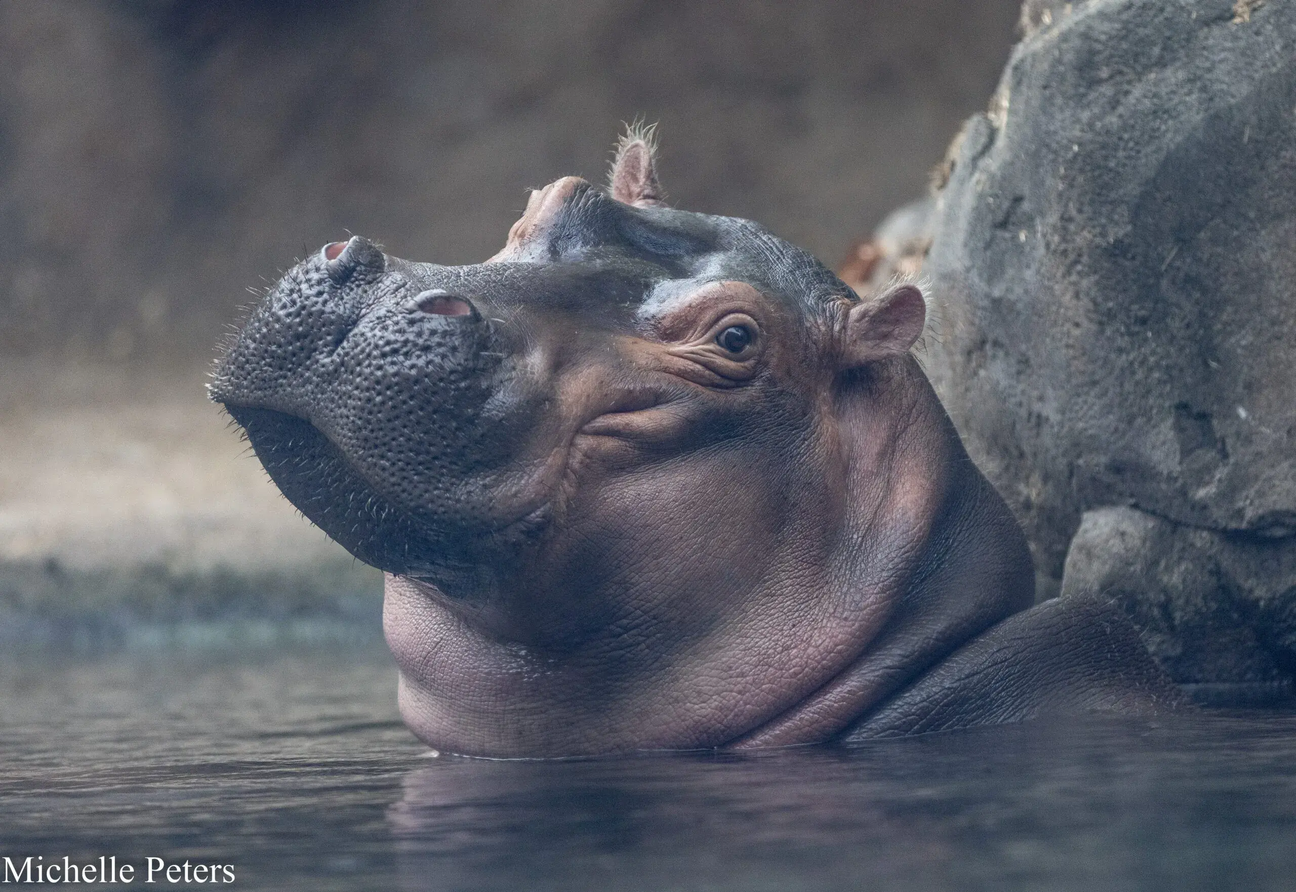 Hippo in the water