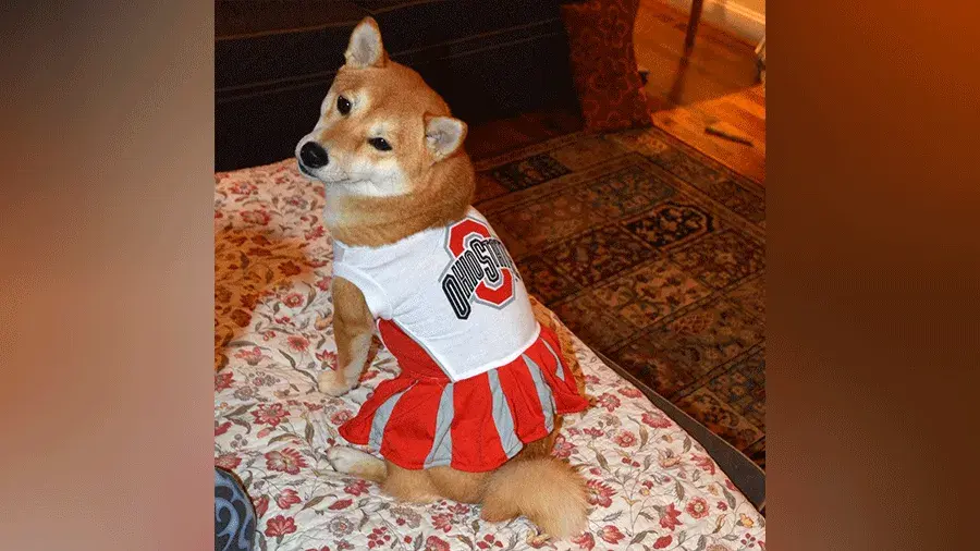 A dog dressed up as an Ohio State Cheerleader
