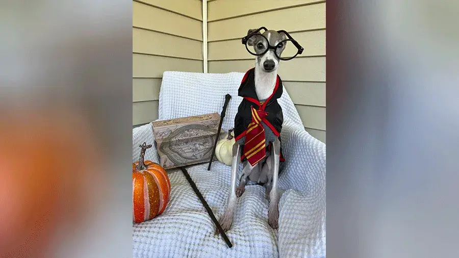 A dog dressed up as Harry Potter