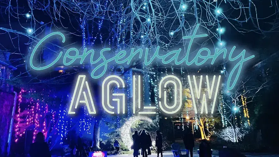 Outdoor holiday lights in the background with Conservatory Aglow graphic overtop of the lights.