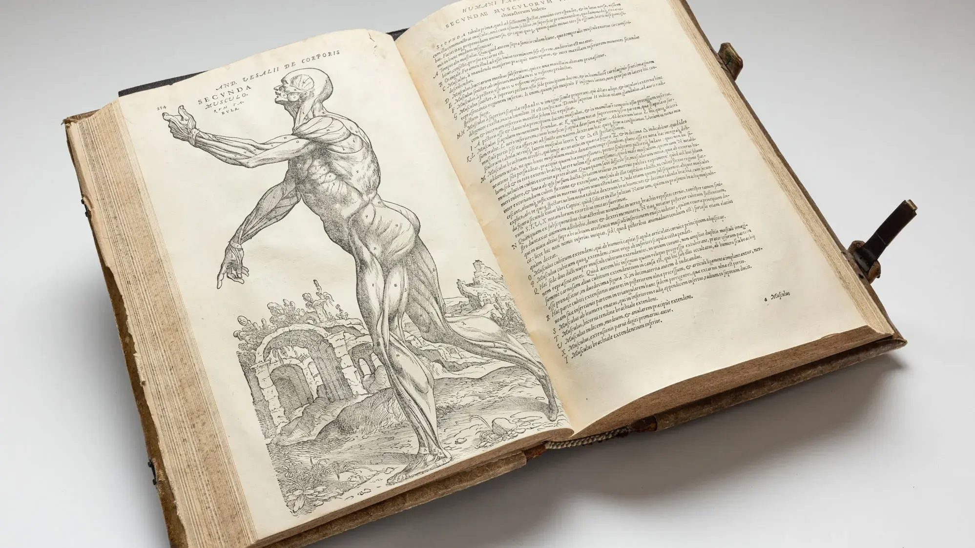 The book is seen wide open. On the right is a page full of text--Latin. On the left, a human body is shown with arms reached out. The body is only muscles.