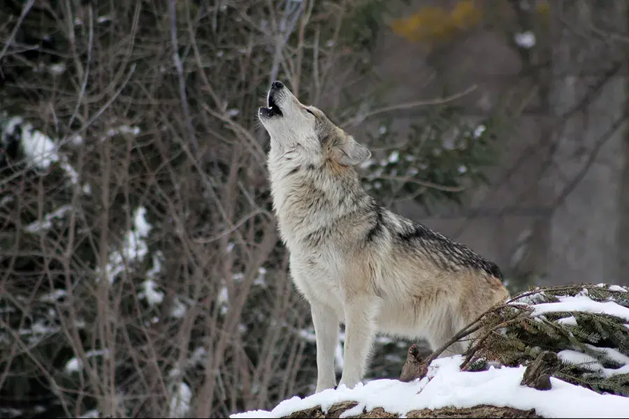 A lone wolf stands on a snowy hill and howls, with bare winter trees in the background.