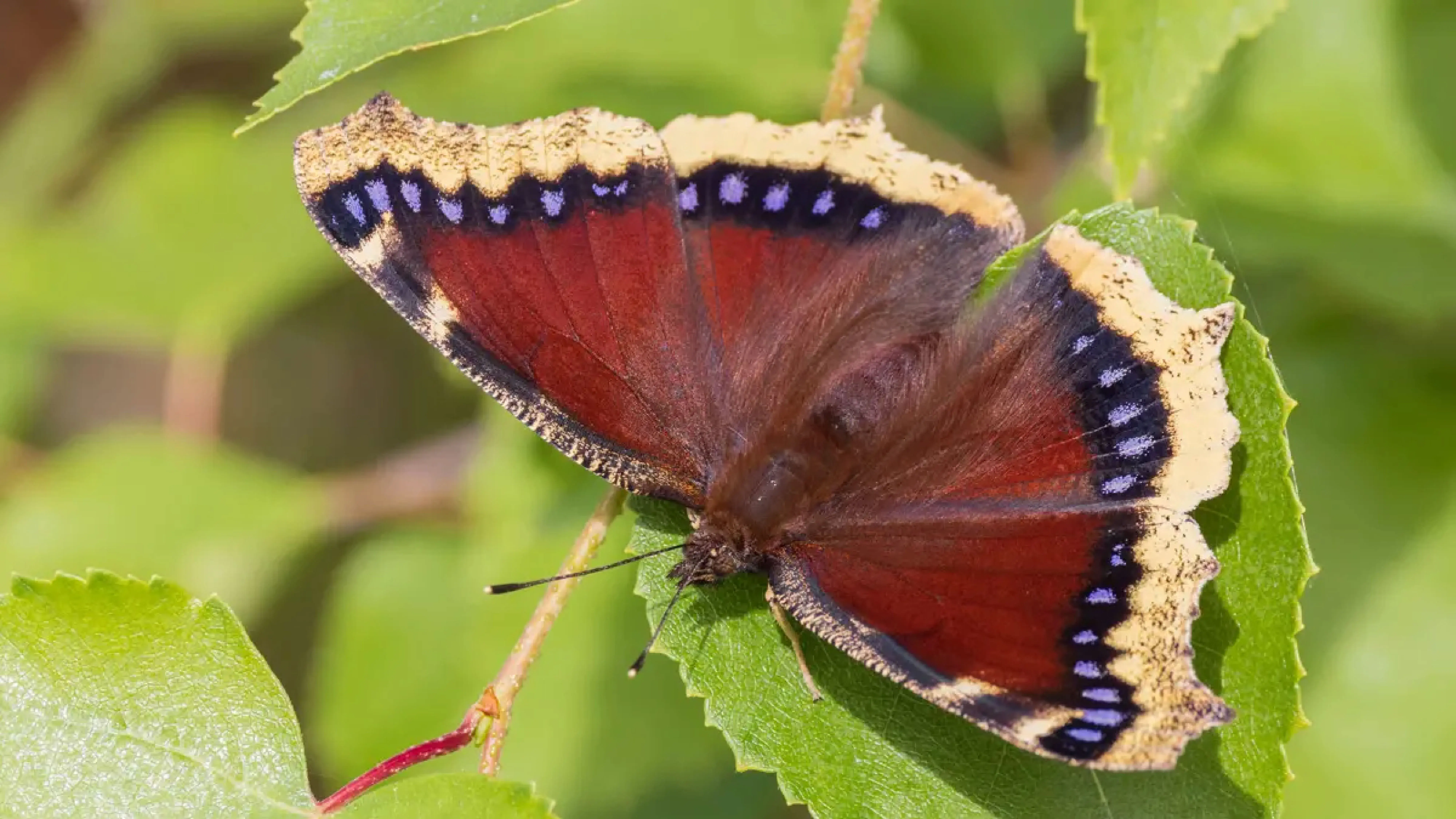 A butterfly with dark red wings bordered by cream edges and a row of small purple-blue spots rests on green leaves.