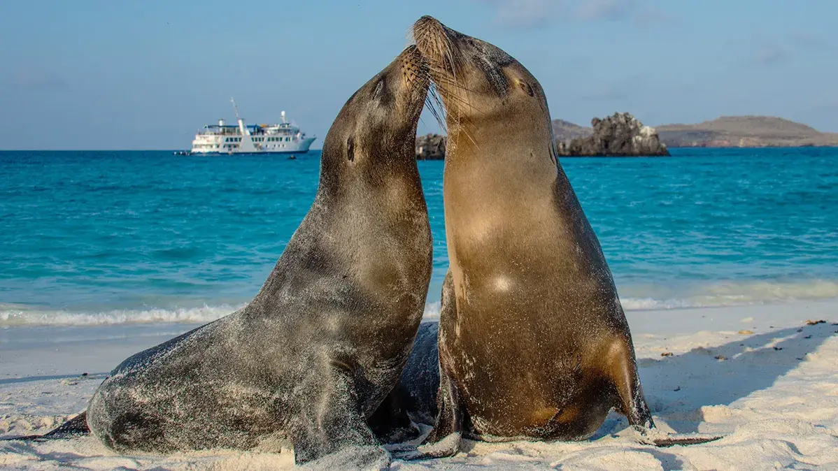 Two sea lions touch noses while sitting on a sandy beach with turquoise water and a boat in the background.