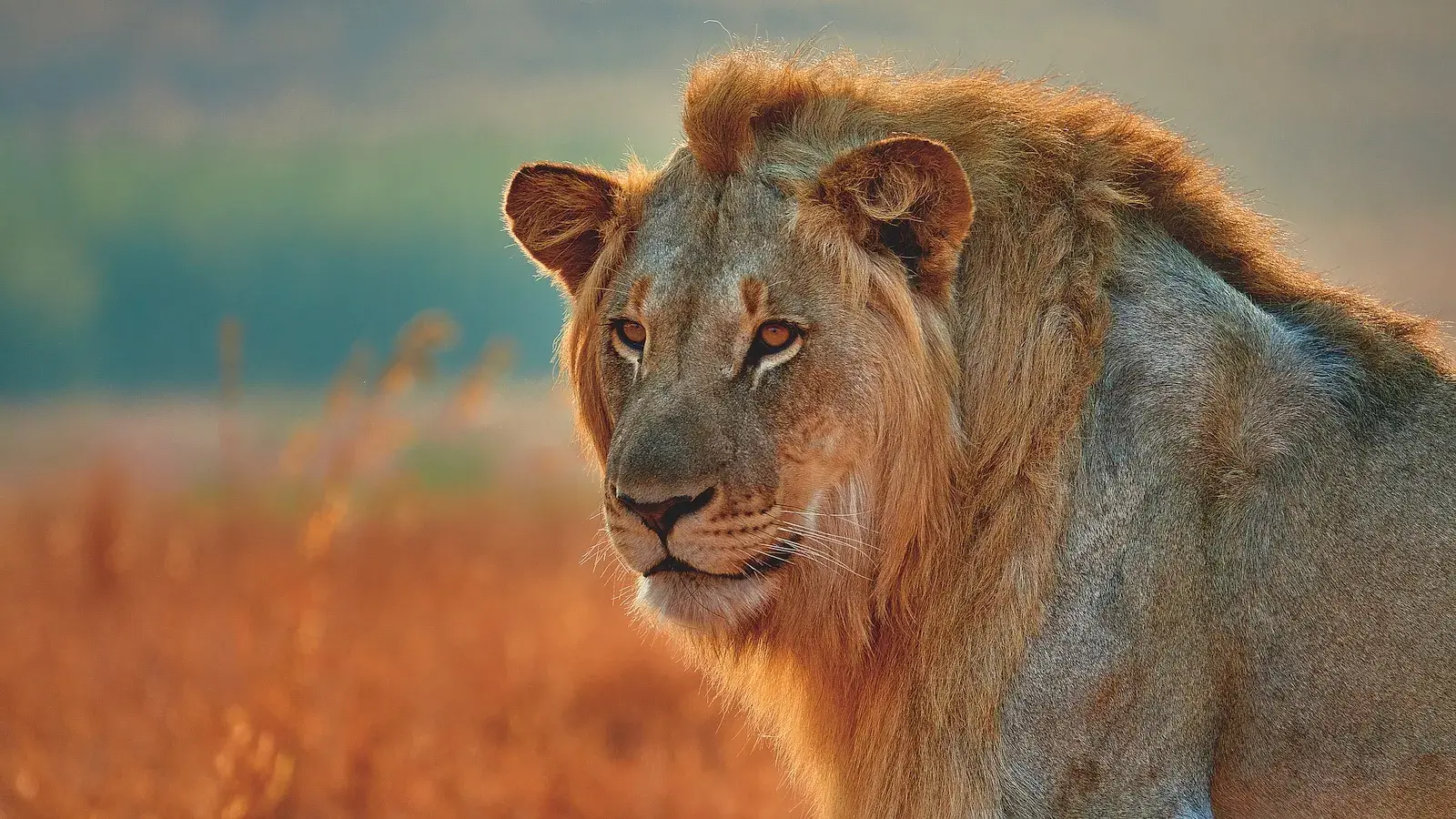 Lion in African dessert