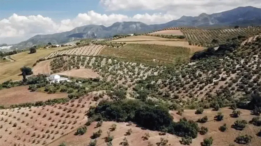 Hilly farmland with rows of small trees and crops, scattered buildings, and mountains in the background under a partly cloudy sky.