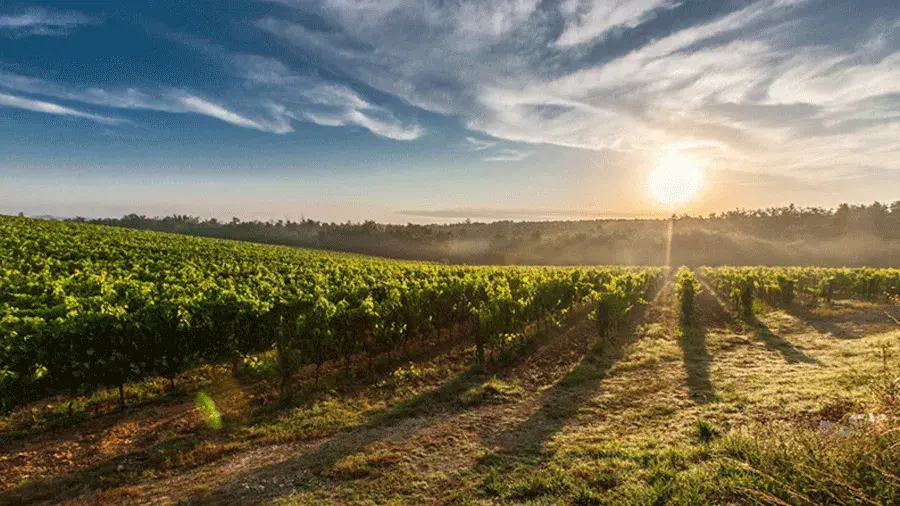 Sunrise over a vineyard with long rows of green grapevines stretching across rolling land under a partly cloudy sky.