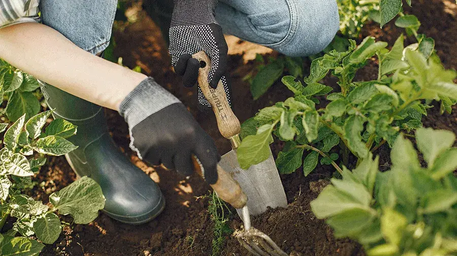 Gloved hands use a trowel and hand fork to dig soil around leafy plants in a garden.