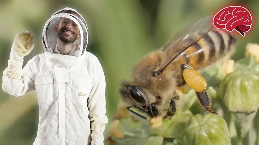 A person wearing a white beekeeping suit stands beside a close-up of a honeybee collecting pollen from a green plant, with a small brain icon in the corner.