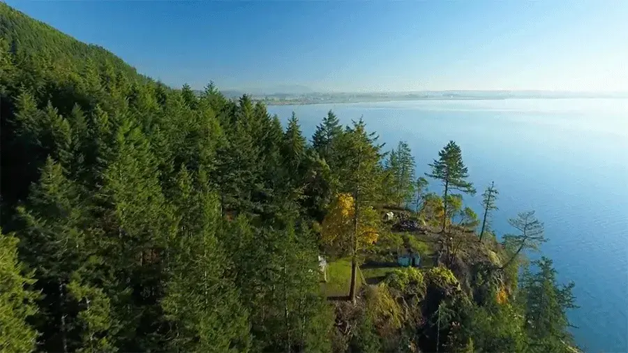 A forested shoreline with tall evergreen trees on a hillside beside calm blue water, viewed from above on a clear day.