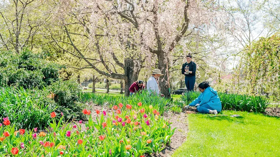 Several people garden together in a park, kneeling and standing among colorful tulips and green plants beneath blooming trees on a sunny spring day.