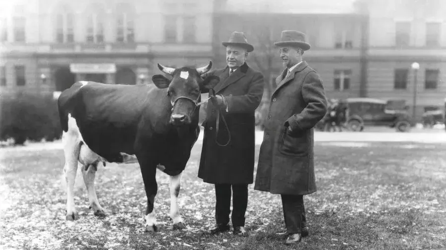 Black-and-white photo of a cow standing on a grassy area while two people in long coats and hats stand beside it, with buildings and vintage cars visible in the background.