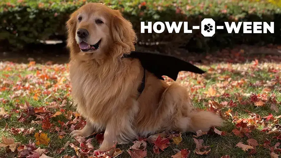 Golden retriever sitting on grass covered with colorful autumn leaves, wearing black bat wings, with the text “HOWL-O-WEEN” in the upper right corner.