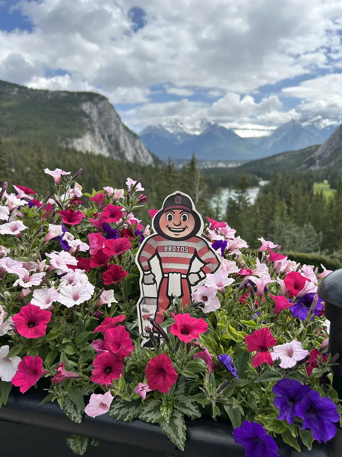 Brutus in a bed of flowers with snow-capped mountains, pine trees, and a sliver of a lake visible in the background in Banff Springs, Canada.