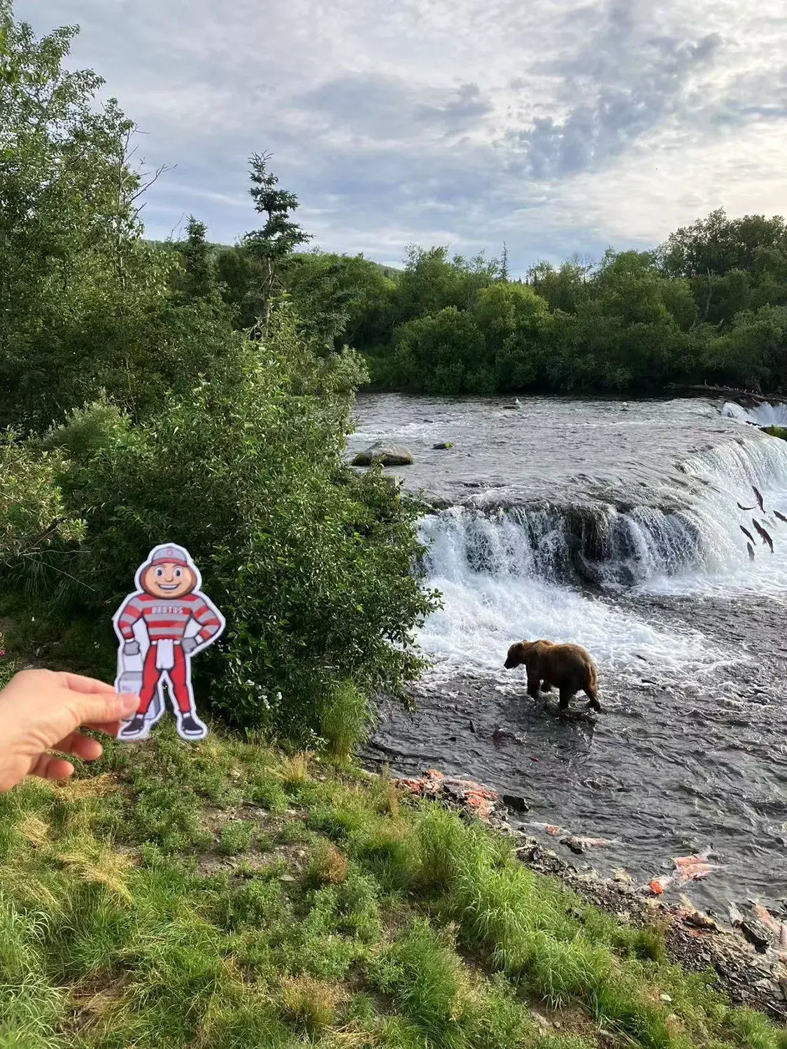 Brutus by a river with a brown bear walking in the water at Brooks Falls, Alaska.