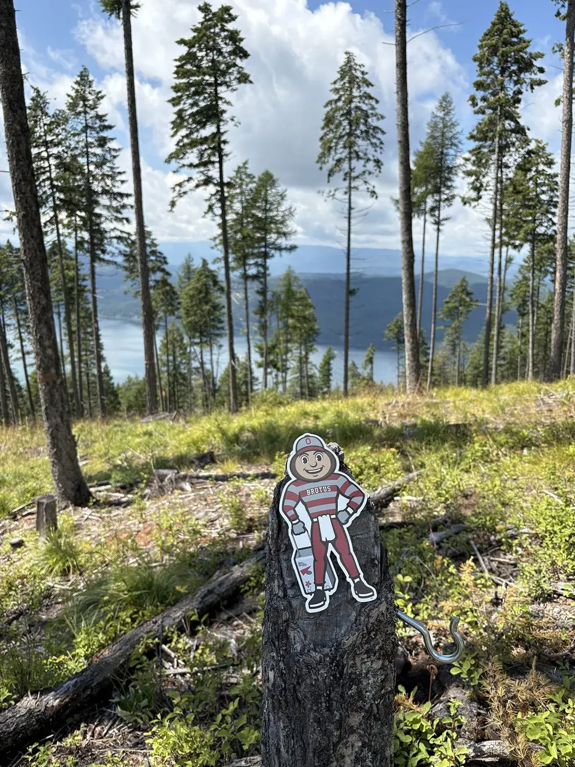 Brutus standing on a tree stump in a forest overlooking a lake and mountains in Whitefish, Montana.