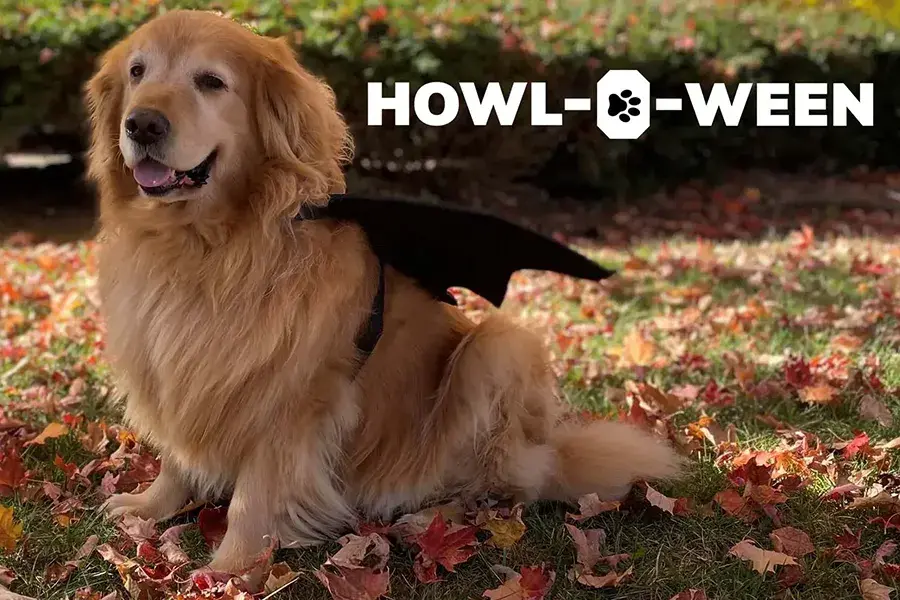 Golden retriever wearing black bat wings while sitting on grass covered with colorful autumn leaves. White text in the upper-right corner reads “HOWL-O-WEEN,” with a paw print inside the letter “O.”