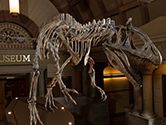 Dinosaur skeleton in Orton Hall
