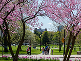 Oval in Spring