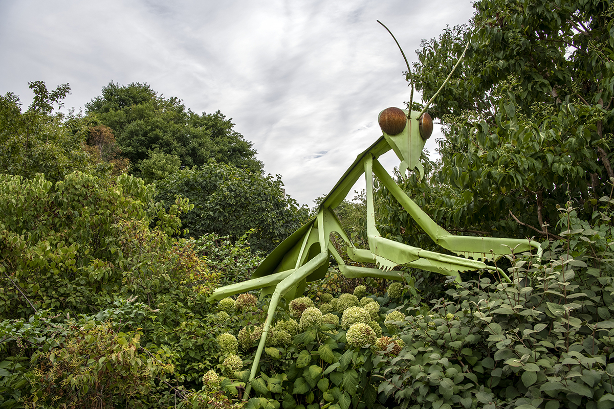 Annabelle the praying mantis The Ohio State University