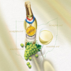 wine illustration