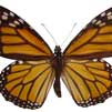 monarch butterfly