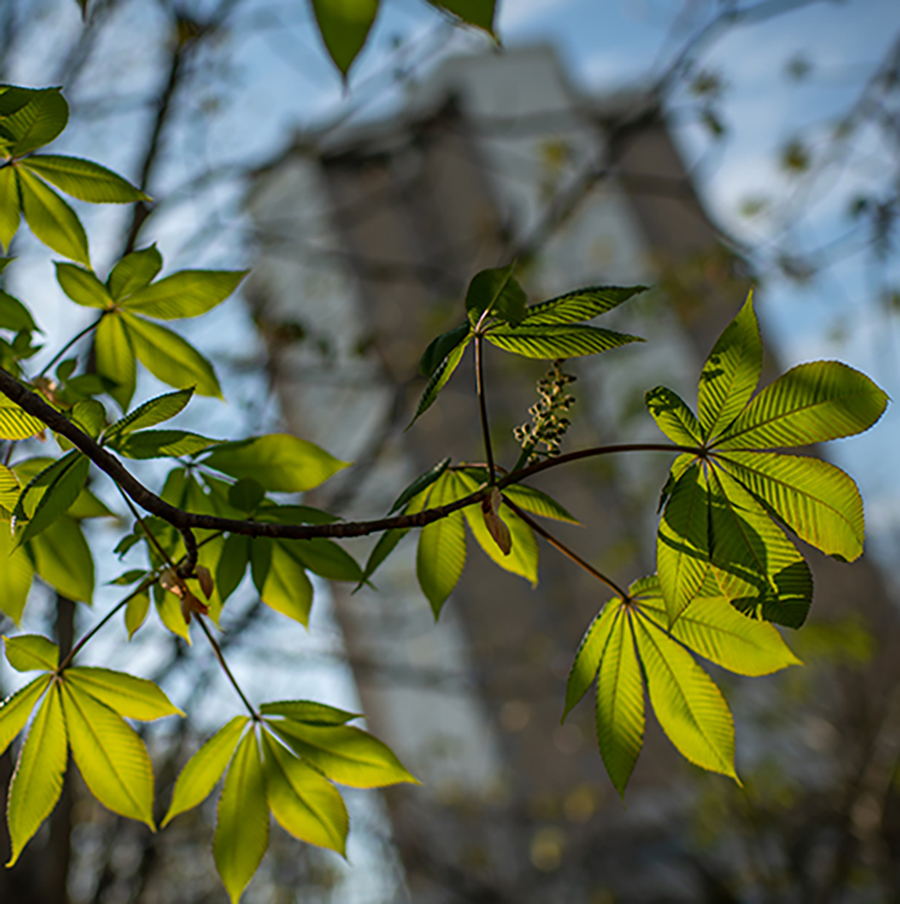 close up of a buckeye tree branch and leaves shining in the sun