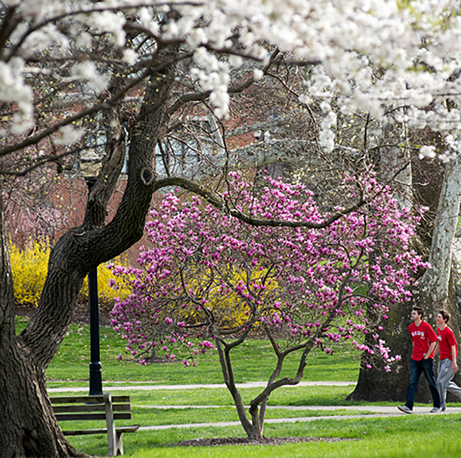 flowering cherry and redbud trees in the spring