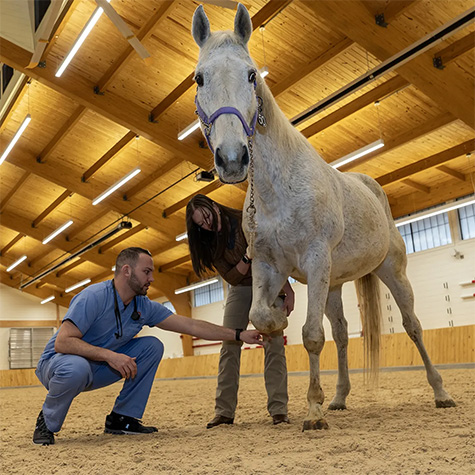 Two veterinary medicine students examine a white horse at an indoor arena.