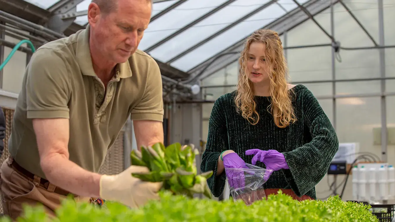 student and professor inspecting samples of lettuce grown in an indoor agriculture facility