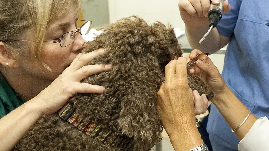 veterinarian giving checkup to a brown curly haired dog