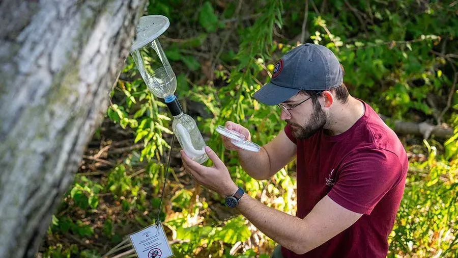 A person outdoors examines an insect trap attached to a tree, holding a clear container and inspecting its contents in a wooded area.
