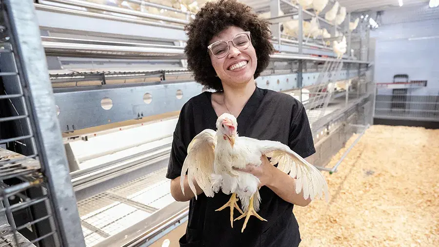 Person holding a white chicken inside a poultry facility, standing in front of tiered metal enclosures with wood shavings covering the floor.